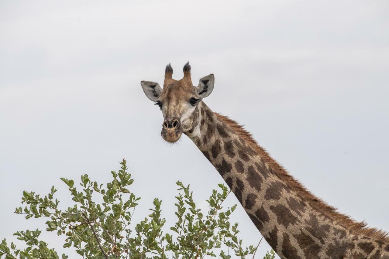 Simbavati Hilltop Lodge Timbavati Doğa Koruma Alanı Dış mekan fotoğraf