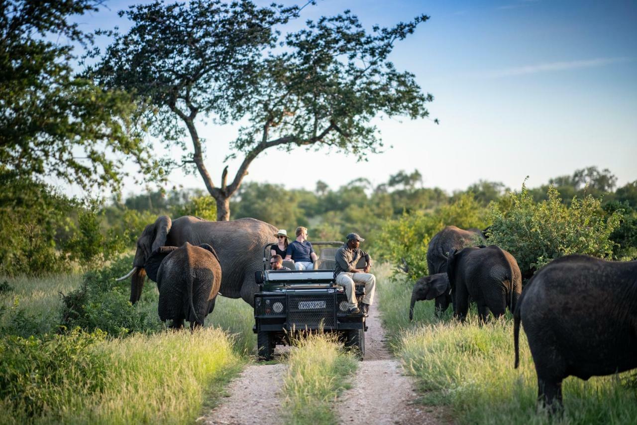 Simbavati Hilltop Lodge Timbavati Doğa Koruma Alanı Dış mekan fotoğraf