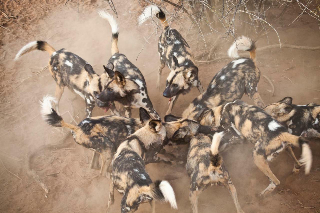 Simbavati Hilltop Lodge Timbavati Doğa Koruma Alanı Dış mekan fotoğraf
