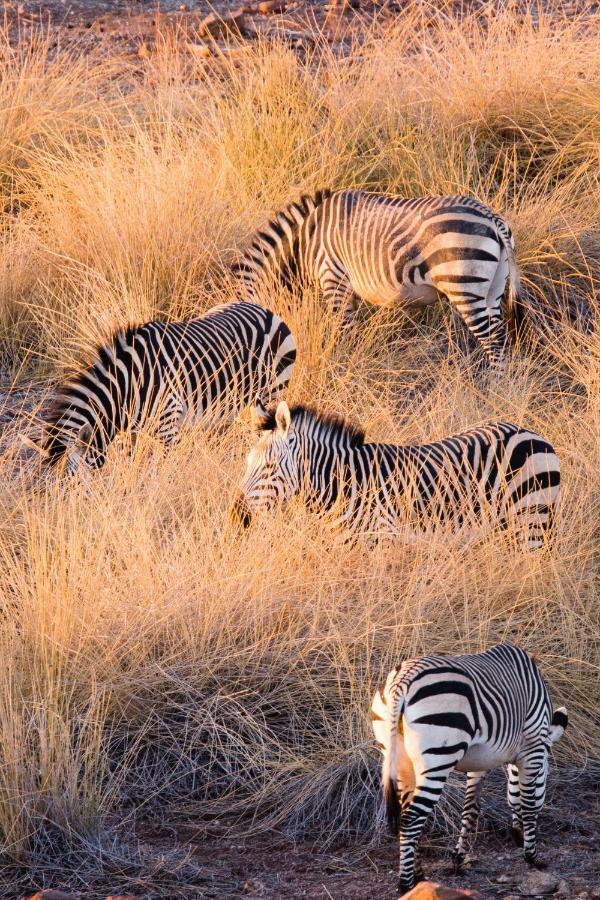 Simbavati Hilltop Lodge Timbavati Doğa Koruma Alanı Dış mekan fotoğraf