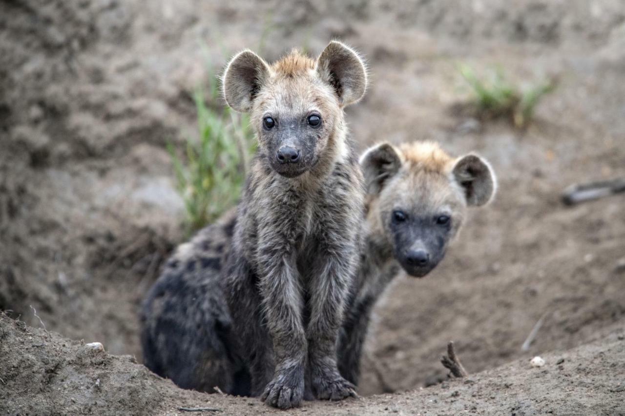 Simbavati Hilltop Lodge Timbavati Doğa Koruma Alanı Dış mekan fotoğraf