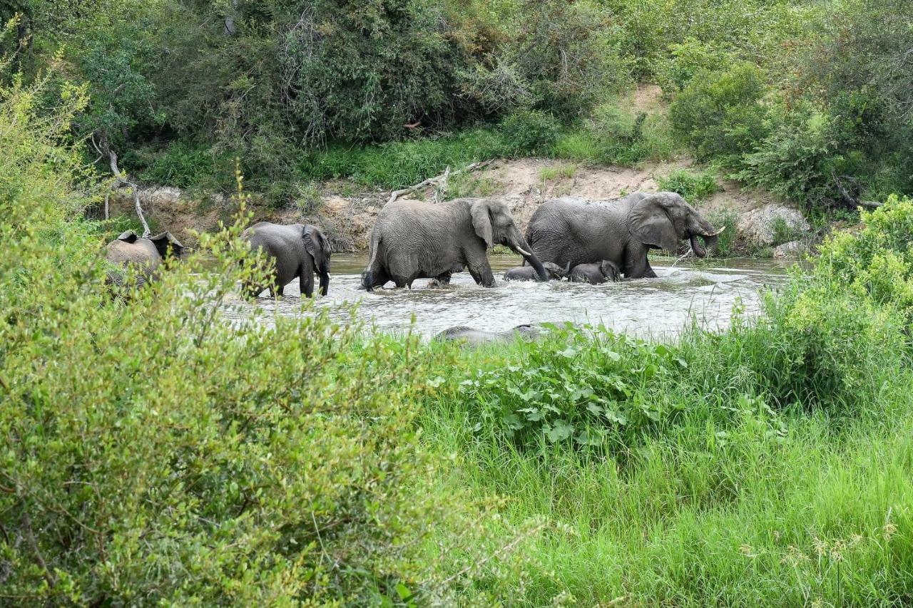 Simbavati Hilltop Lodge Timbavati Doğa Koruma Alanı Dış mekan fotoğraf
