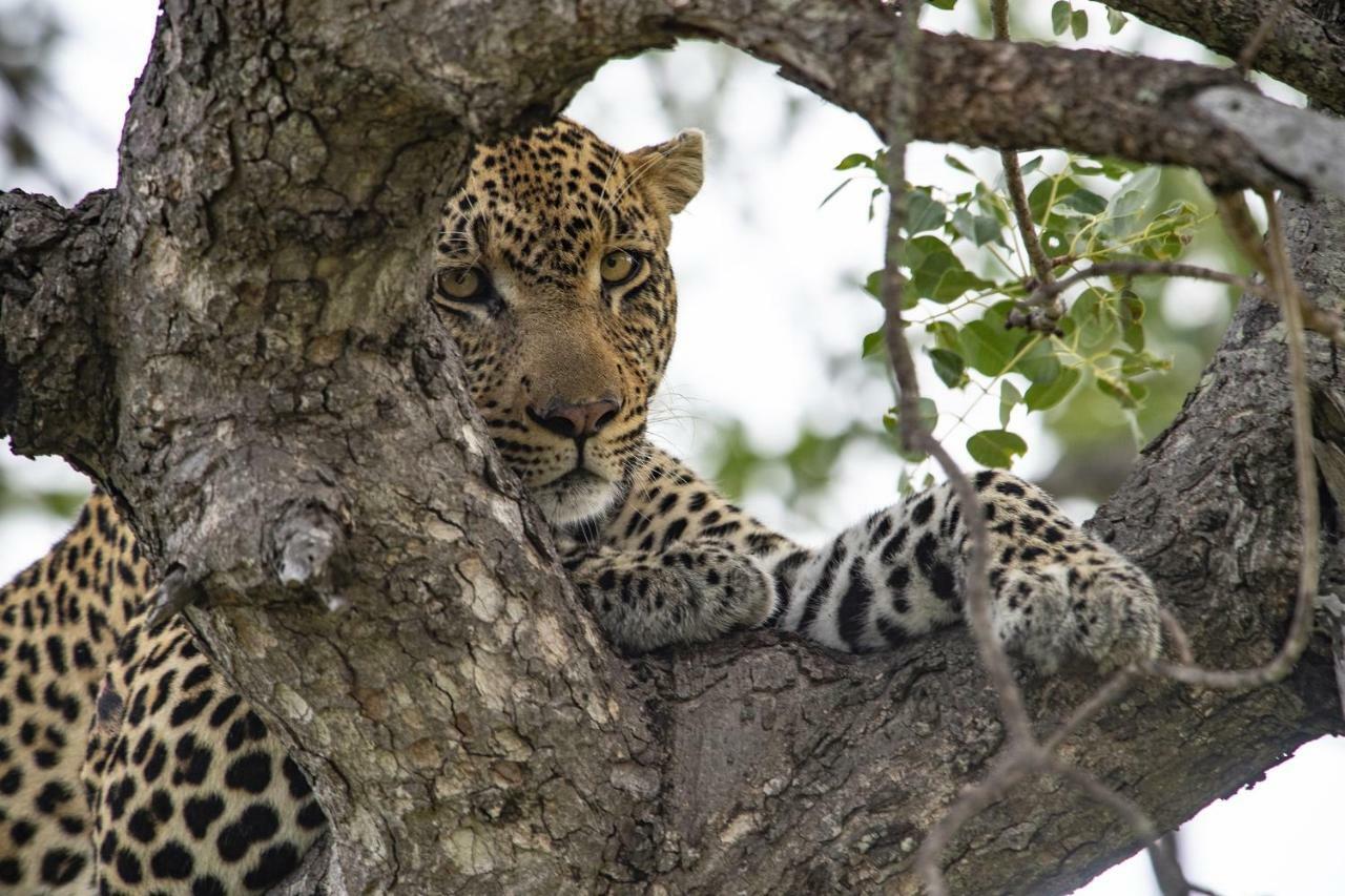 Simbavati Hilltop Lodge Timbavati Doğa Koruma Alanı Dış mekan fotoğraf