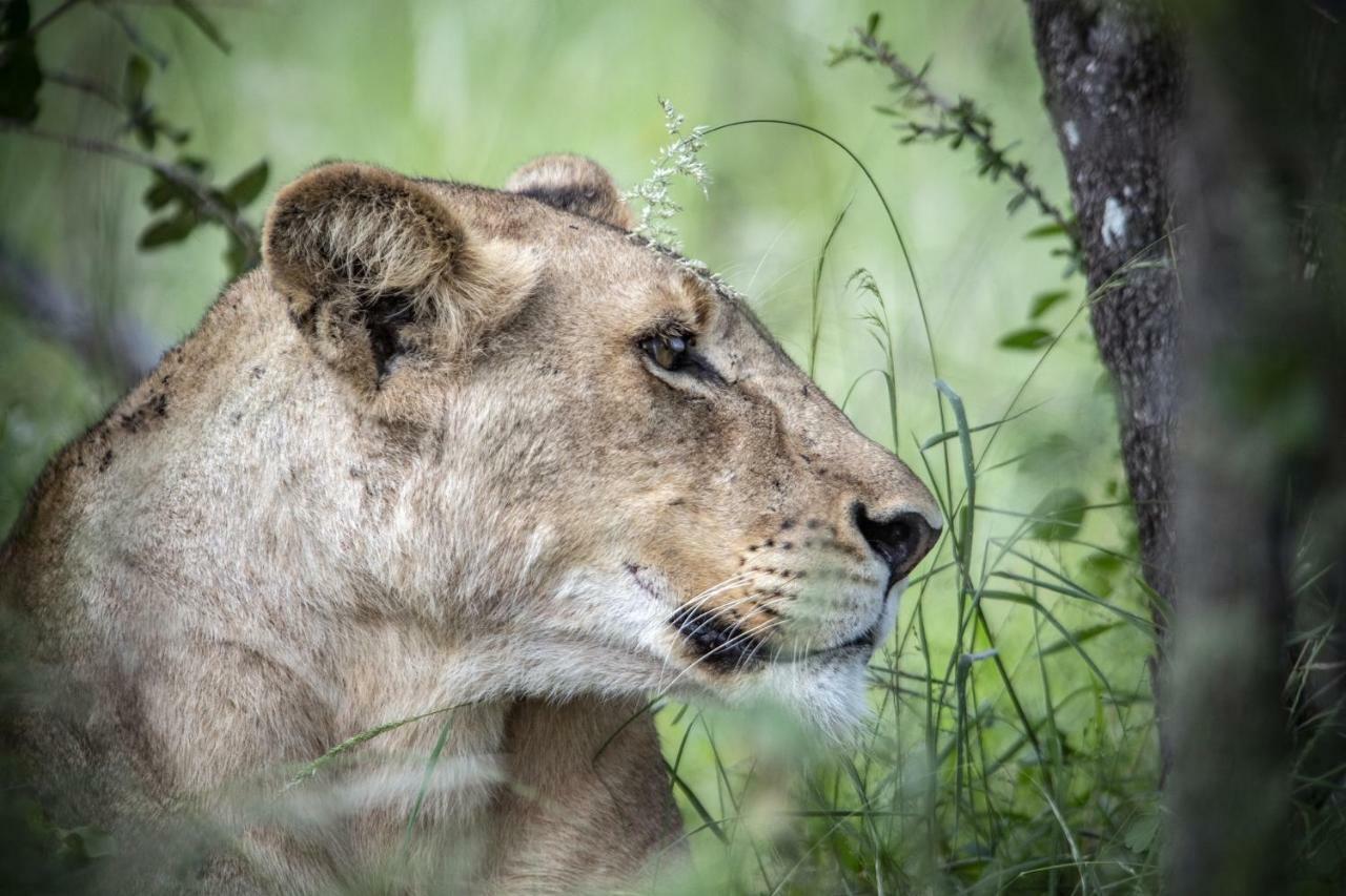 Simbavati Hilltop Lodge Timbavati Doğa Koruma Alanı Dış mekan fotoğraf